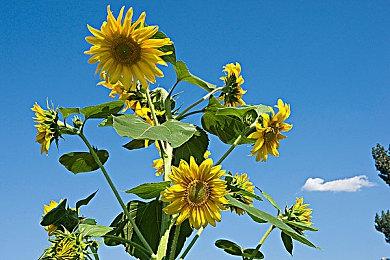 育碧采取措施防止员工因《刺客信条：影》被网暴